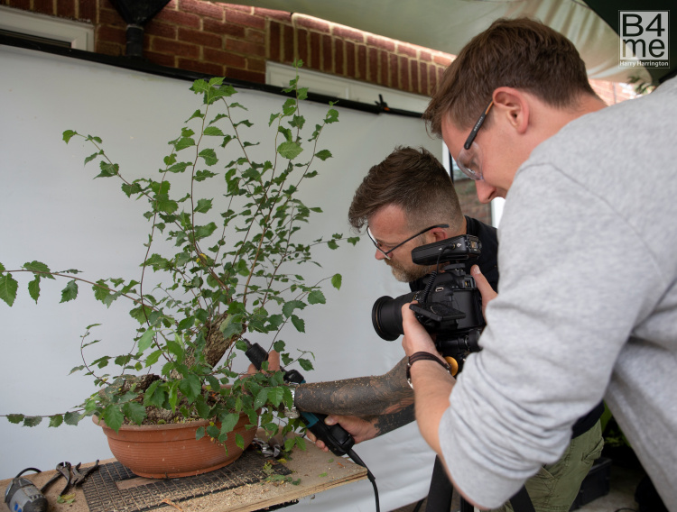video deadwood bonsai